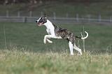 WHIPPET 345